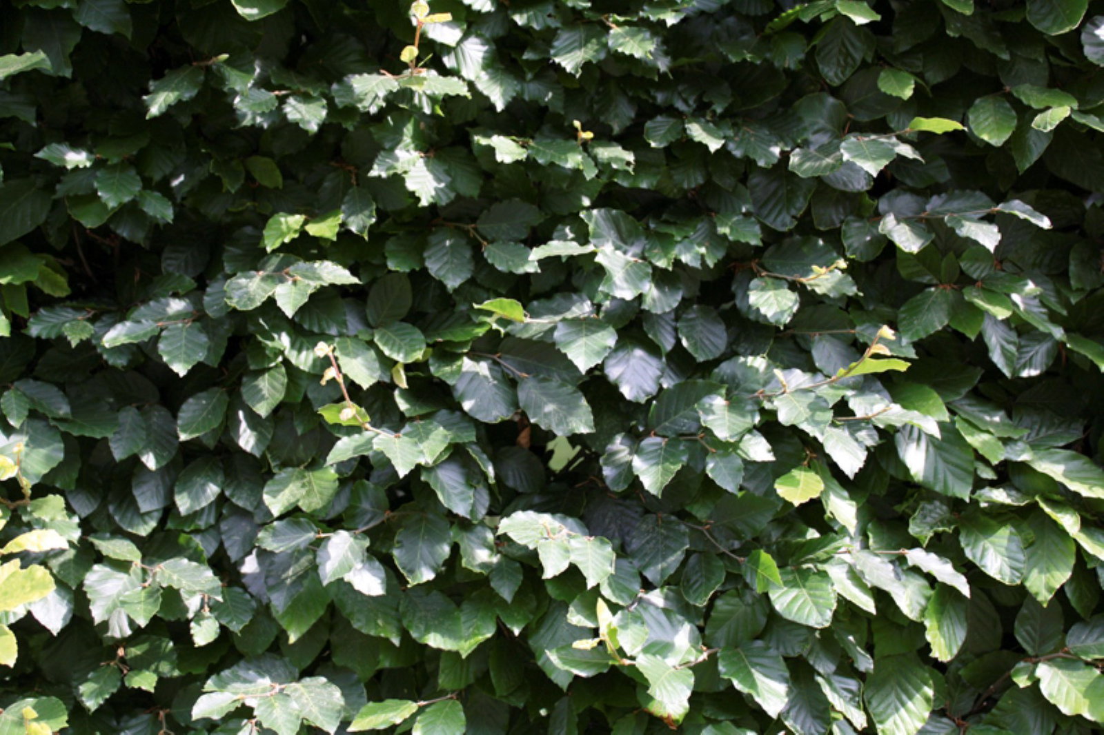 https://cdn.warentuin.nl/media/catalog/product/1/7/1726144561335327_2_quickhedge_kant_en_klaar_haag_fagus_sylvatica_80_100_120_150_36db.jpeg