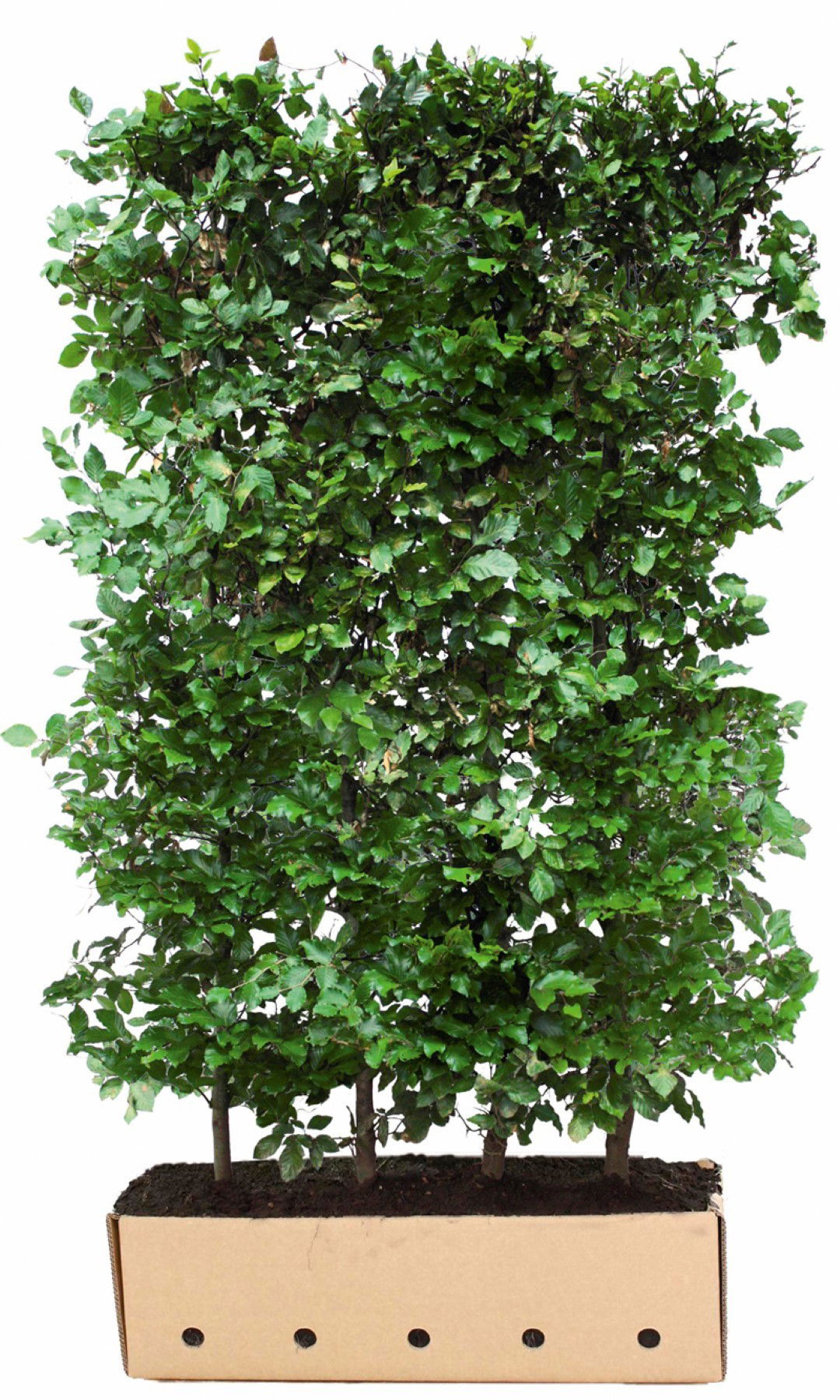 Fagus sylvatica 120 cm Quickhedge