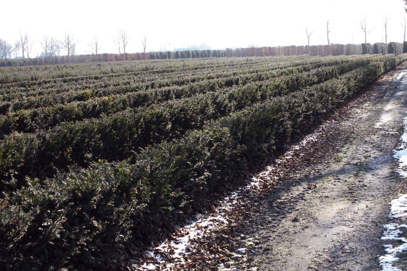 https://cdn.warentuin.nl/media/catalog/product/1/7/1726144561335330_5_quickhedge_kant_en_klaar_haag_taxus_baccata_80_120_150_180_2_9041.jpeg