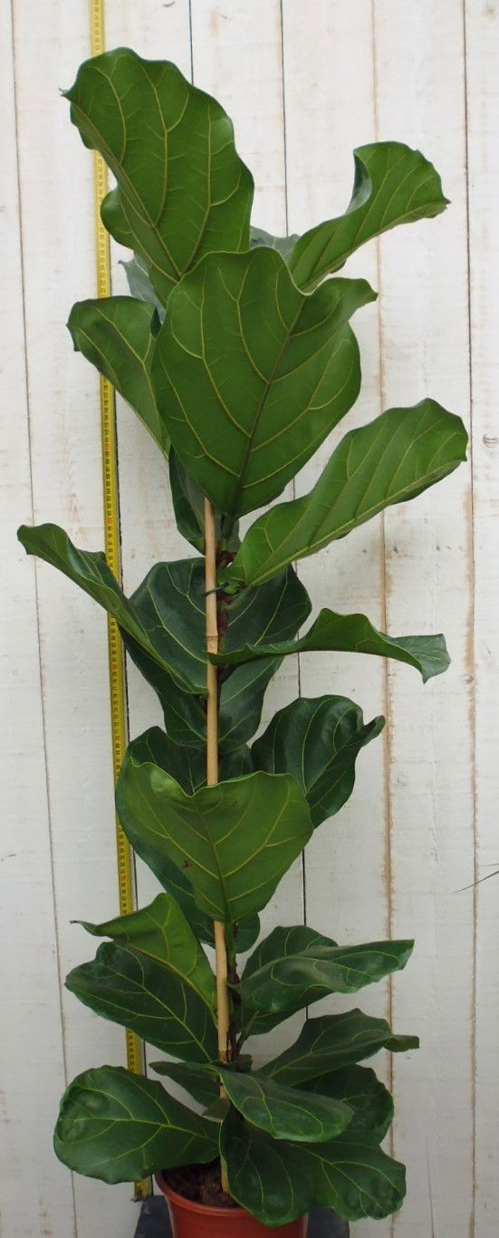 Kamerplant Ficus lyrata 120 cm - Kamerplant Ficus lyrata 120 cm -