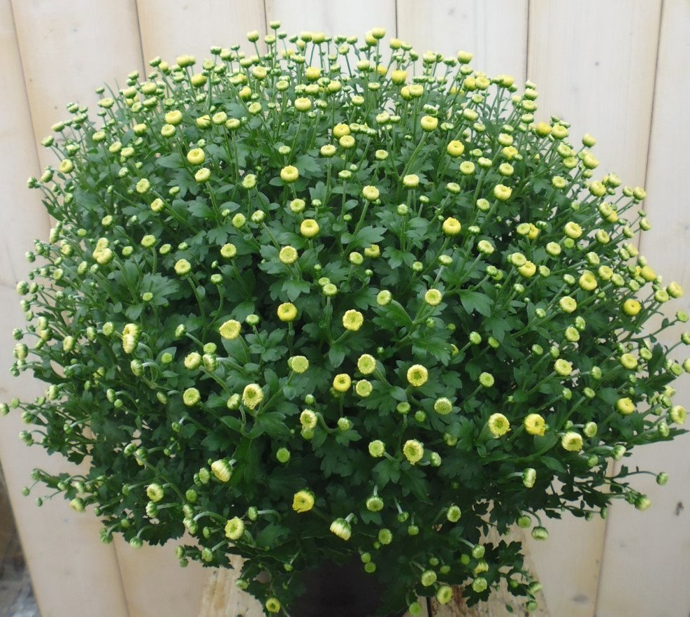 Bol Chrysant Geel GROOT Chrysanthemum Warentuin Natuurlijk - Warentuin natuurlijk