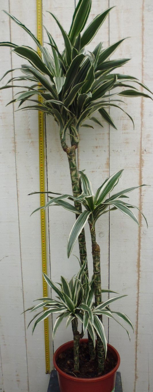 https://cdn.warentuin.nl/media/catalog/product/1/7/1728149000229164_2_warentuin_kamerplant_kamerplant_groot_dracaena_fragrans_d_wh_4372.jpg