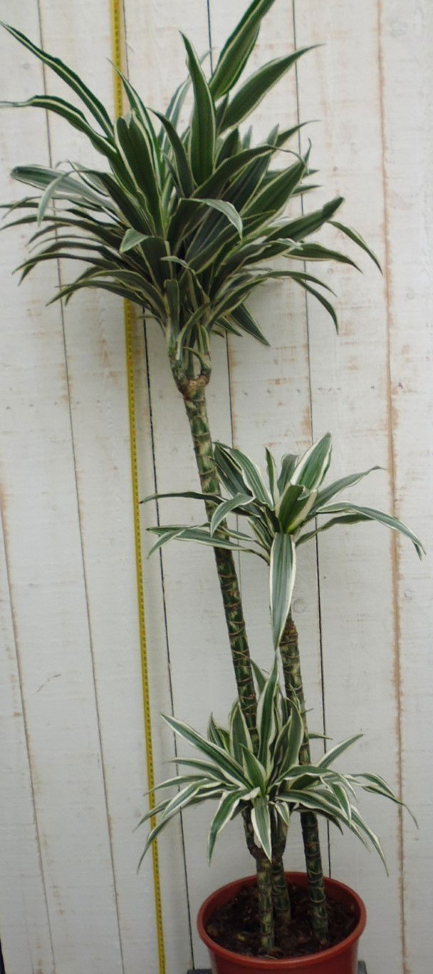 https://cdn.warentuin.nl/media/catalog/product/1/7/1728149000229164_warentuin_kamerplant_kamerplant_groot_dracaena_fragrans_d_whit_47fd.jpg