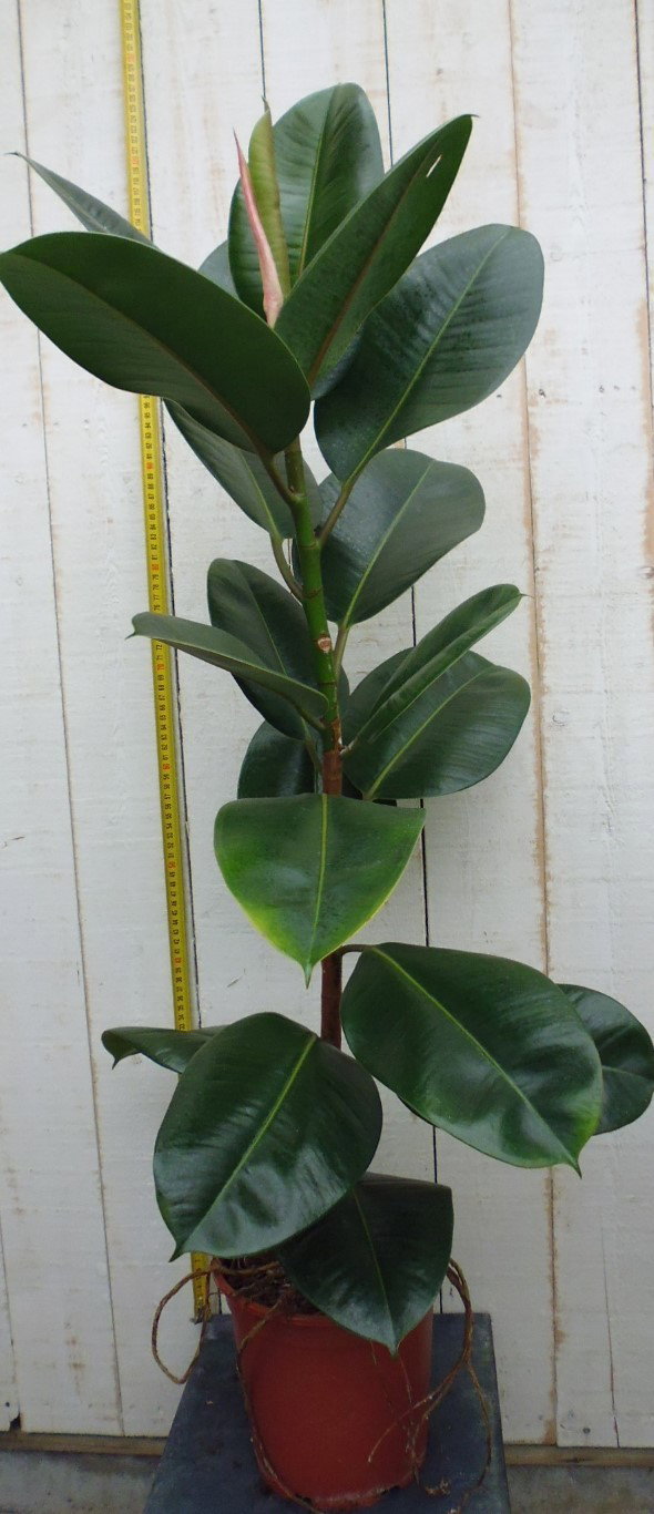 https://cdn.warentuin.nl/media/catalog/product/1/7/1728149900006218_warentuin_kamerplant_kamerplant_groot_ficus_elastica_robusta_8_49ea.jpg