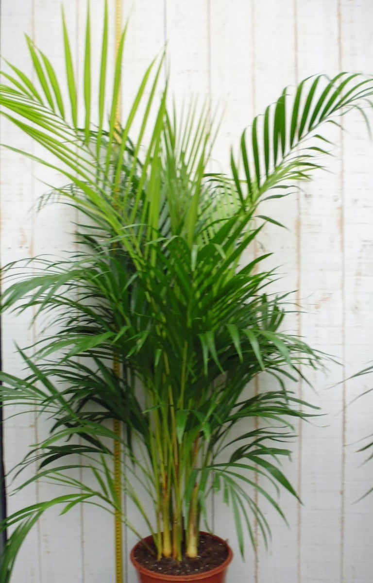 https://cdn.warentuin.nl/media/catalog/product/1/7/1728149900006690_2_warentuin_kamerplant_kamerplant_groot_areca_lutescens_1_6407.jpg