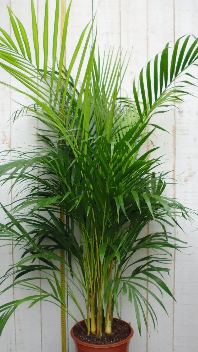 https://cdn.warentuin.nl/media/catalog/product/1/7/1728149900006690_warentuin_kamerplant_kamerplant_groot_areca_lutescens_1_38e0.jpg