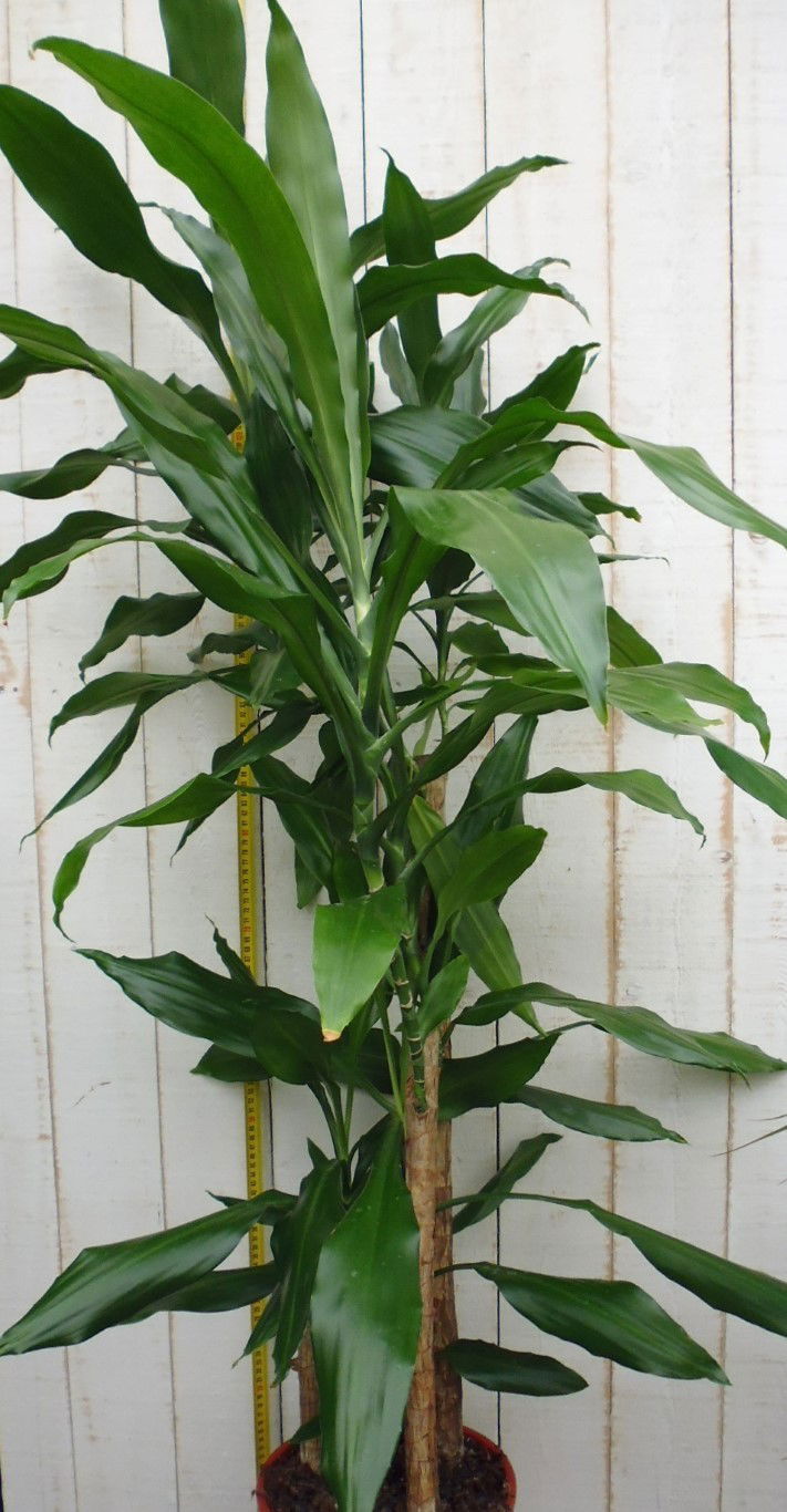 https://cdn.warentuin.nl/media/catalog/product/1/7/1728149900026759_2_warentuin_kamerplant_kamerplant_groot_dracaena_fragrans_steu_d702.jpg