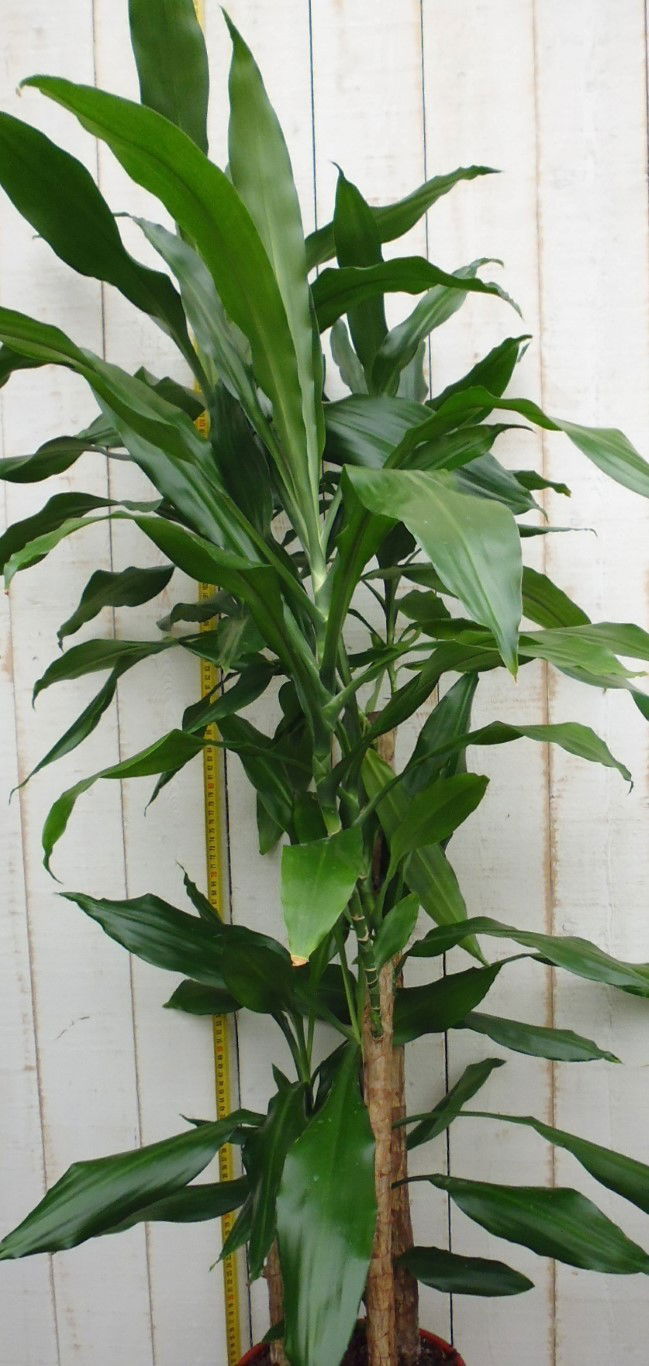 https://cdn.warentuin.nl/media/catalog/product/1/7/1728149900026759_warentuin_kamerplant_kamerplant_groot_dracaena_fragrans_steudn_333f.jpg