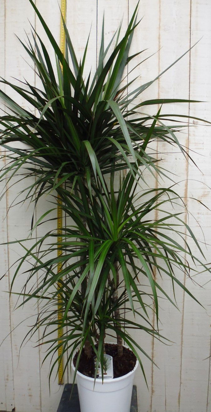 https://cdn.warentuin.nl/media/catalog/product/1/7/1728149900028746_3_warentuin_kamerplant_kamerplant_dracaena_marginata_1_7f1b.jpg