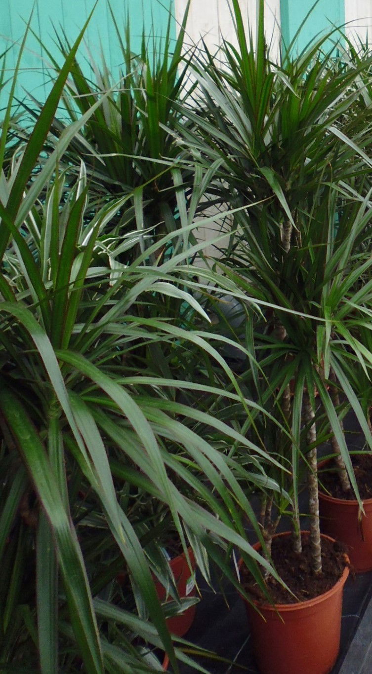 https://cdn.warentuin.nl/media/catalog/product/1/7/1728149900028746_warentuin_kamerplant_kamerplant_dracaena_marginata_1_6d4a.jpg