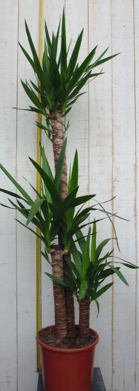 https://cdn.warentuin.nl/media/catalog/product/1/7/1728149900029330_2_warentuin_kamerplant_kamerplant_groot_yucca_1_c9c1.jpg