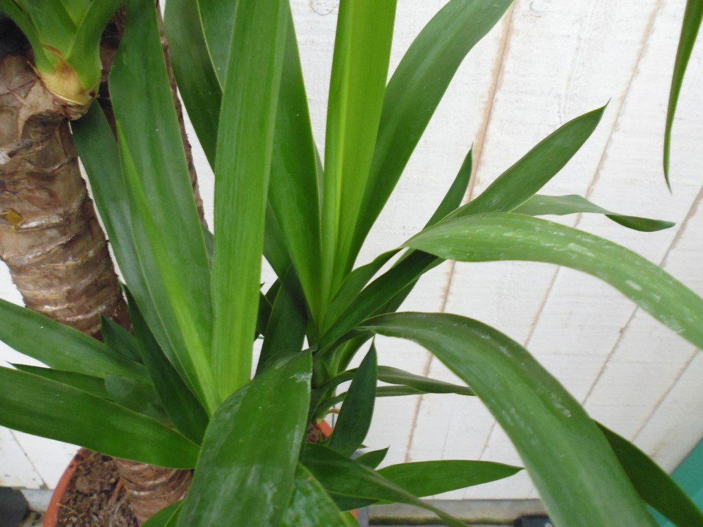 https://cdn.warentuin.nl/media/catalog/product/1/7/1728149900029330_3_warentuin_kamerplant_kamerplant_groot_yucca_1_010c.jpg