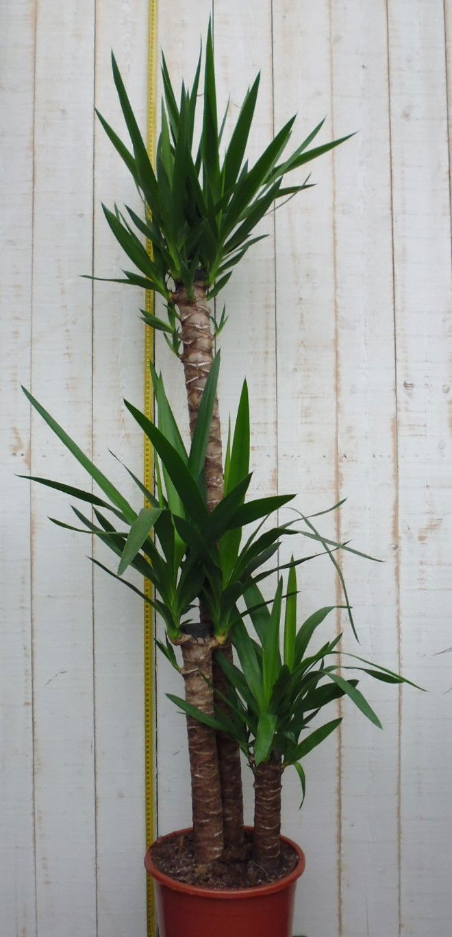 https://cdn.warentuin.nl/media/catalog/product/1/7/1728149900029330_warentuin_kamerplant_kamerplant_groot_yucca_1_2770.jpg