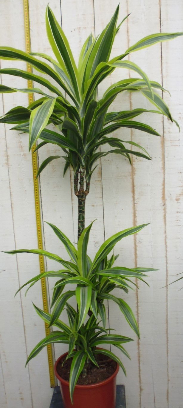 https://cdn.warentuin.nl/media/catalog/product/1/7/1728149900033504_2_warentuin_kamerplant_kamerplant_groot_dracaena_fragrans_d_le_fbc1.jpg