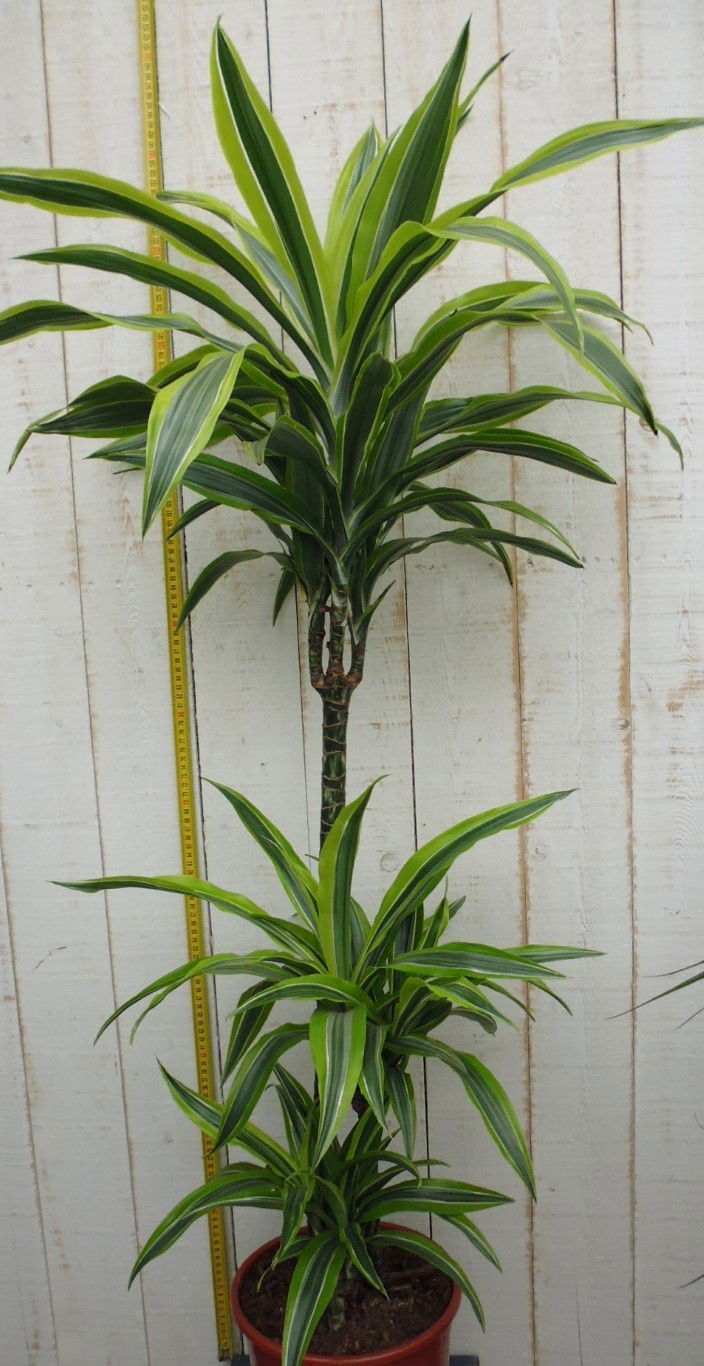 https://cdn.warentuin.nl/media/catalog/product/1/7/1728149900033504_warentuin_kamerplant_kamerplant_groot_dracaena_fragrans_d_lemo_5980.jpg