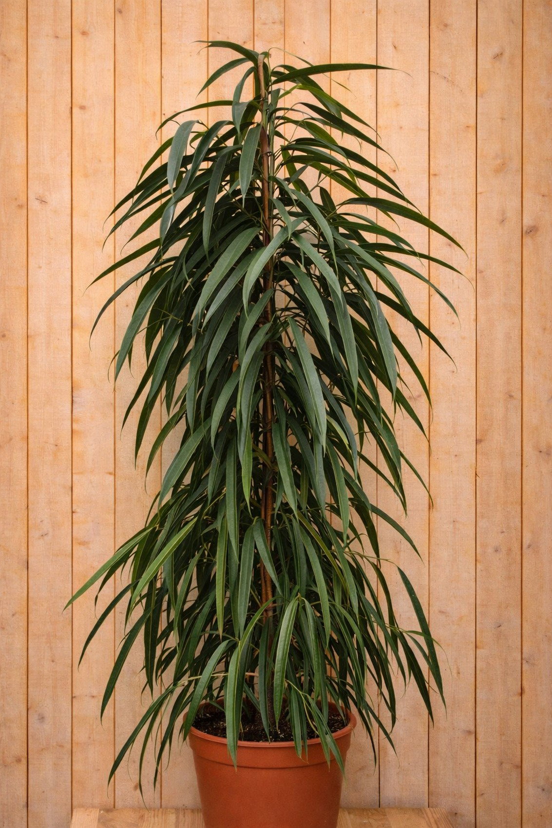 https://cdn.warentuin.nl/media/catalog/product/1/7/1728149900034693_warentuin_kamerplant_kamerplant__8660.jpg