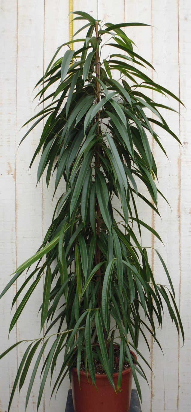 https://cdn.warentuin.nl/media/catalog/product/1/7/1728149900034693_warentuin_kamerplant_kamerplant_groot_ficus_binnendijkii_alii__c049.jpg