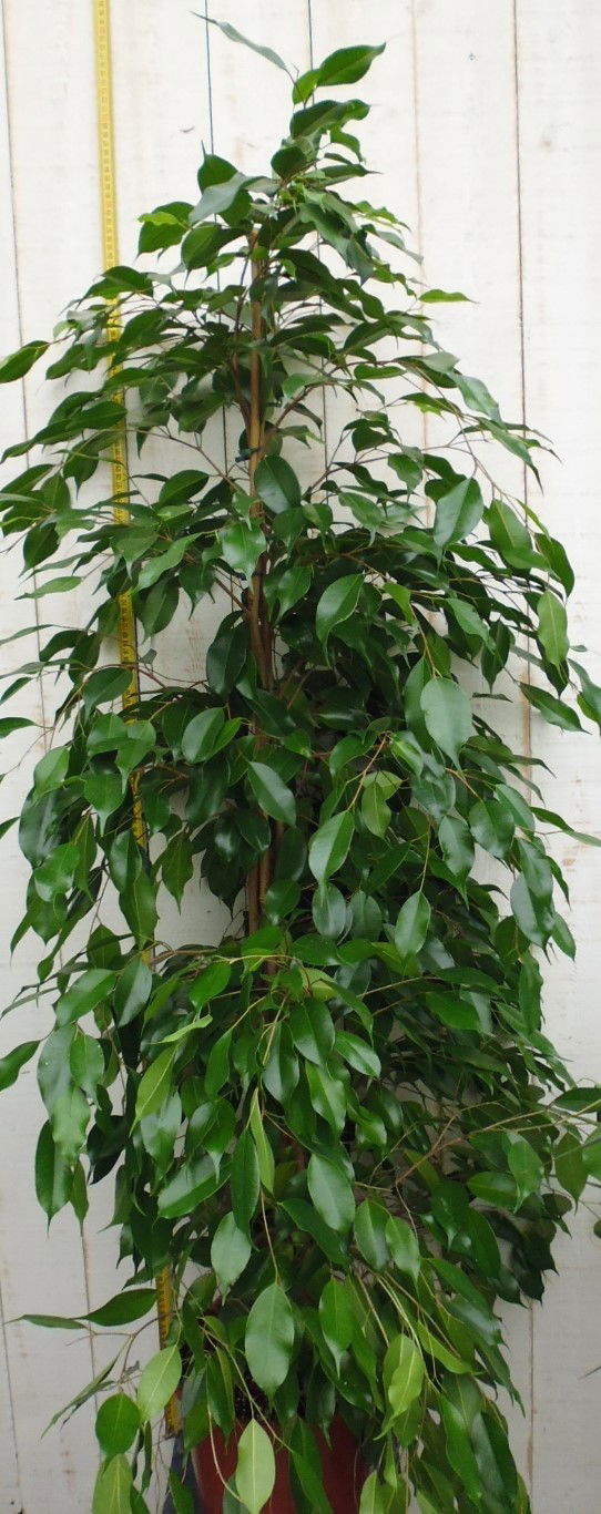 https://cdn.warentuin.nl/media/catalog/product/1/7/1728149900034723_2_warentuin_kamerplant_kamerplant_groot_ficus_benjamina_danita_c1ff.jpg