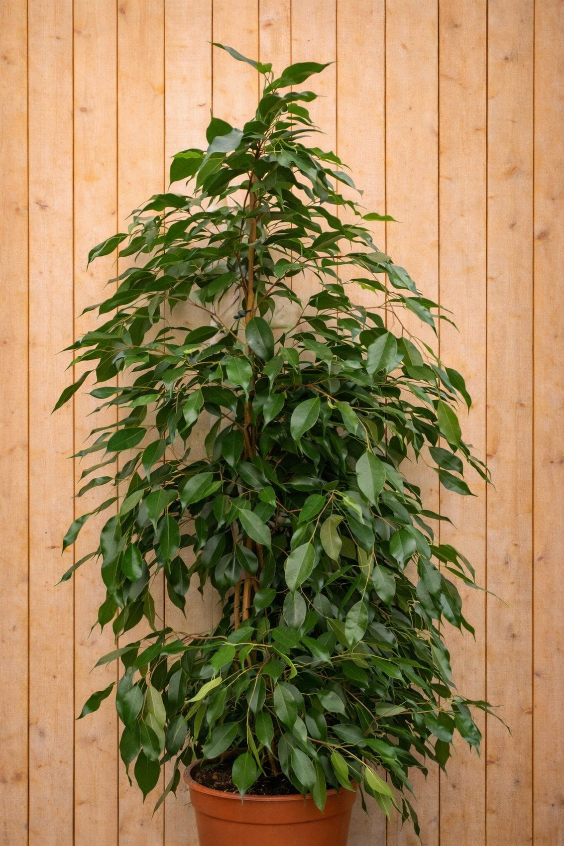 https://cdn.warentuin.nl/media/catalog/product/1/7/1728149900034723_warentuin_kamerplant_kamerplant__26c5.jpg