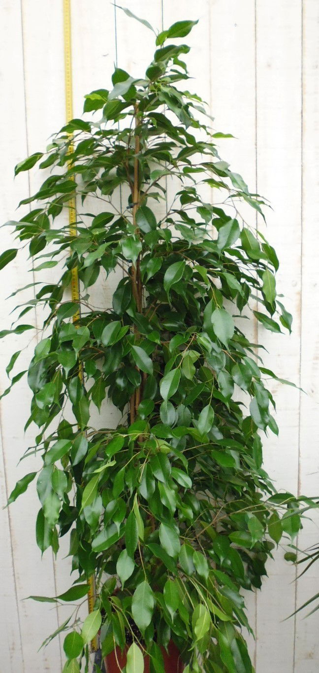 https://cdn.warentuin.nl/media/catalog/product/1/7/1728149900034723_warentuin_kamerplant_kamerplant_groot_ficus_benjamina_danita_1_561a.jpg