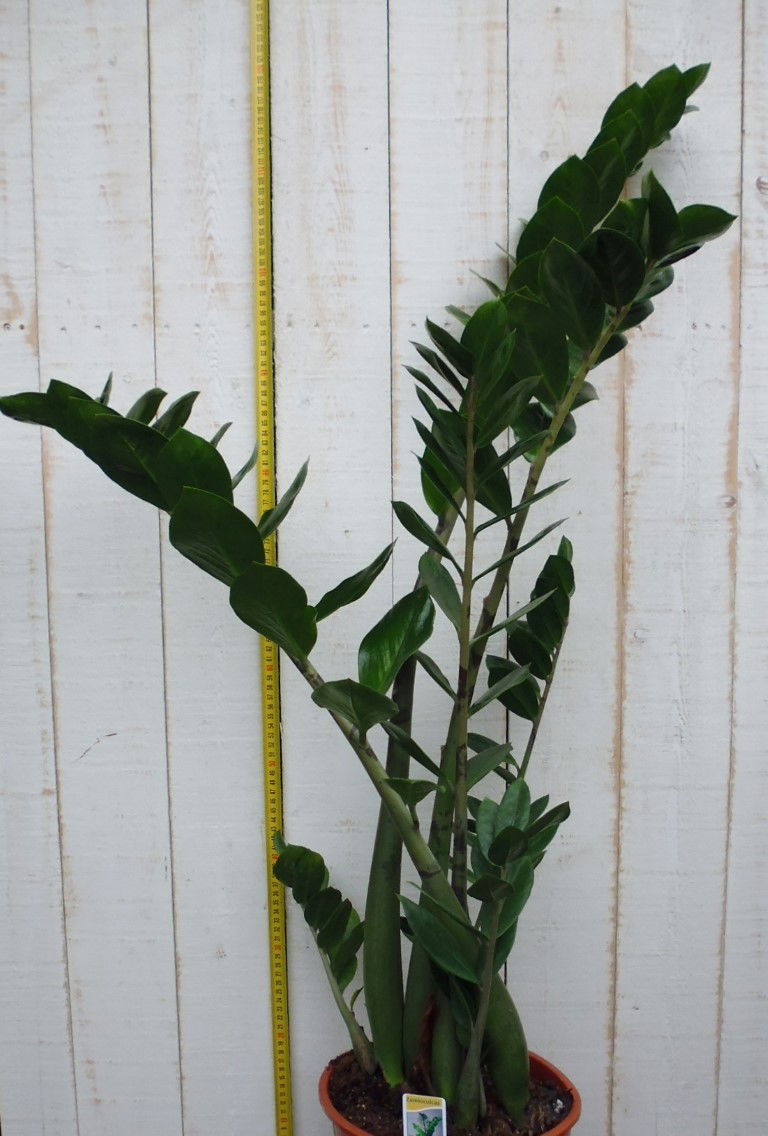 https://cdn.warentuin.nl/media/catalog/product/1/7/1728149900036666_2_warentuin_kamerplant_kamerplant_groot_zamioculas_1_2015.jpg