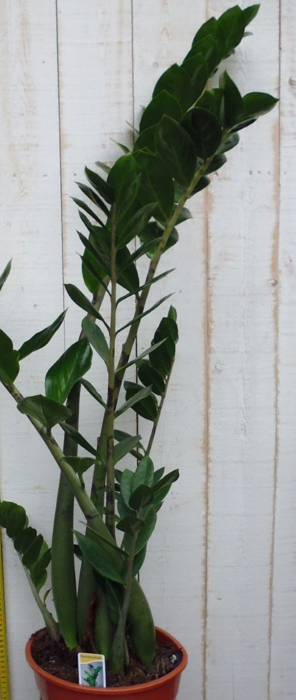 Kamerplant Zamioculcas 100 cm Warentuin Natuurlijk