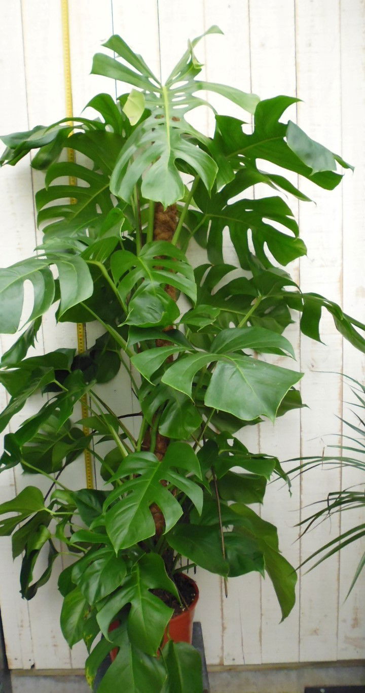 https://cdn.warentuin.nl/media/catalog/product/1/7/1728149900037748_2_warentuin_kamerplant_kamerplant_groot_monstera_deliciosa_04a6.jpg