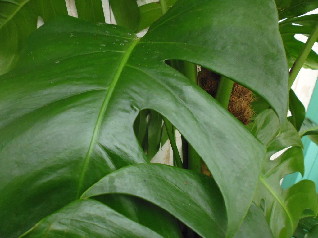 https://cdn.warentuin.nl/media/catalog/product/1/7/1728149900037748_3_warentuin_kamerplant_kamerplant_groot_monstera_deliciosa_1___5f3e.jpg