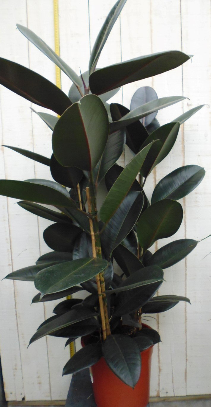 https://cdn.warentuin.nl/media/catalog/product/1/7/1728149900037823_2_warentuin_kamerplant_kamerplant_groot_ficus_elastica_robusta_3149.jpg