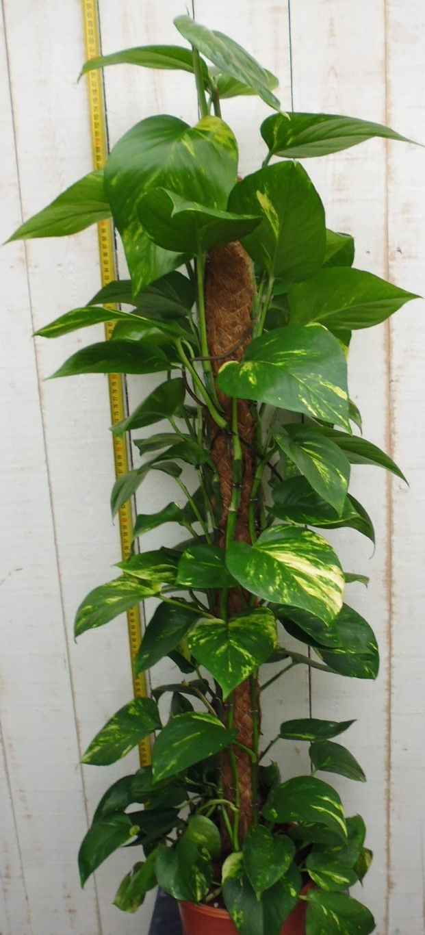 https://cdn.warentuin.nl/media/catalog/product/1/7/1728149900037878_2_warentuin_kamerplant_kamerplant_groot_epipremnum_pinnatum_au_e522.jpg