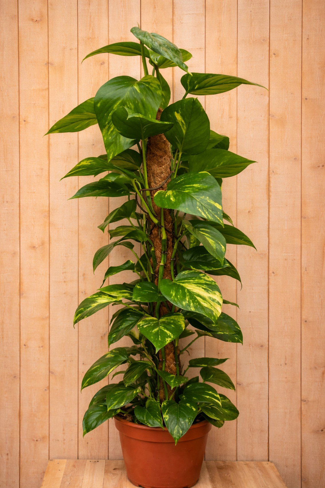 Epipremnum 100 cm kamerplant Epipremnum Warentuin Natuurlijk - Warentuin natuurlijk