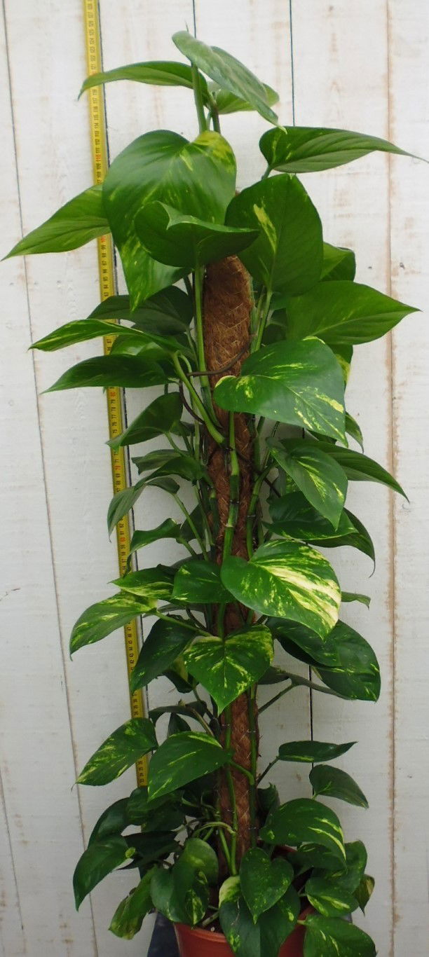 https://cdn.warentuin.nl/media/catalog/product/1/7/1728149900037878_warentuin_kamerplant_kamerplant_groot_epipremnum_pinnatum_aure_c828.jpg