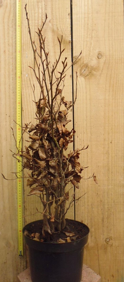 Warentuin natuurlijk Haaggoed Groene Beuk 60 tot 80 cm Fagus  - 