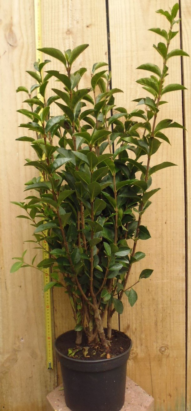 Warentuin natuurlijk Haaggoed Haagliguster 50 tot 70 cm Ligustrum  - 