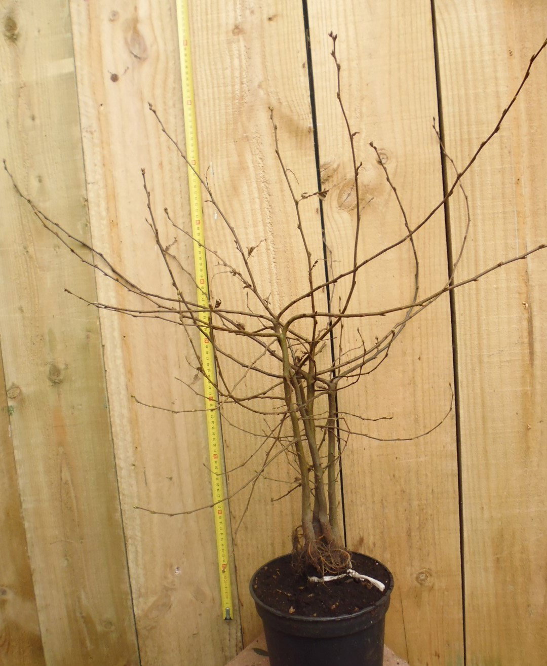 Warentuin natuurlijk Haaggoed Haagbeuk 60 tot 80 cm Carpinus  - 