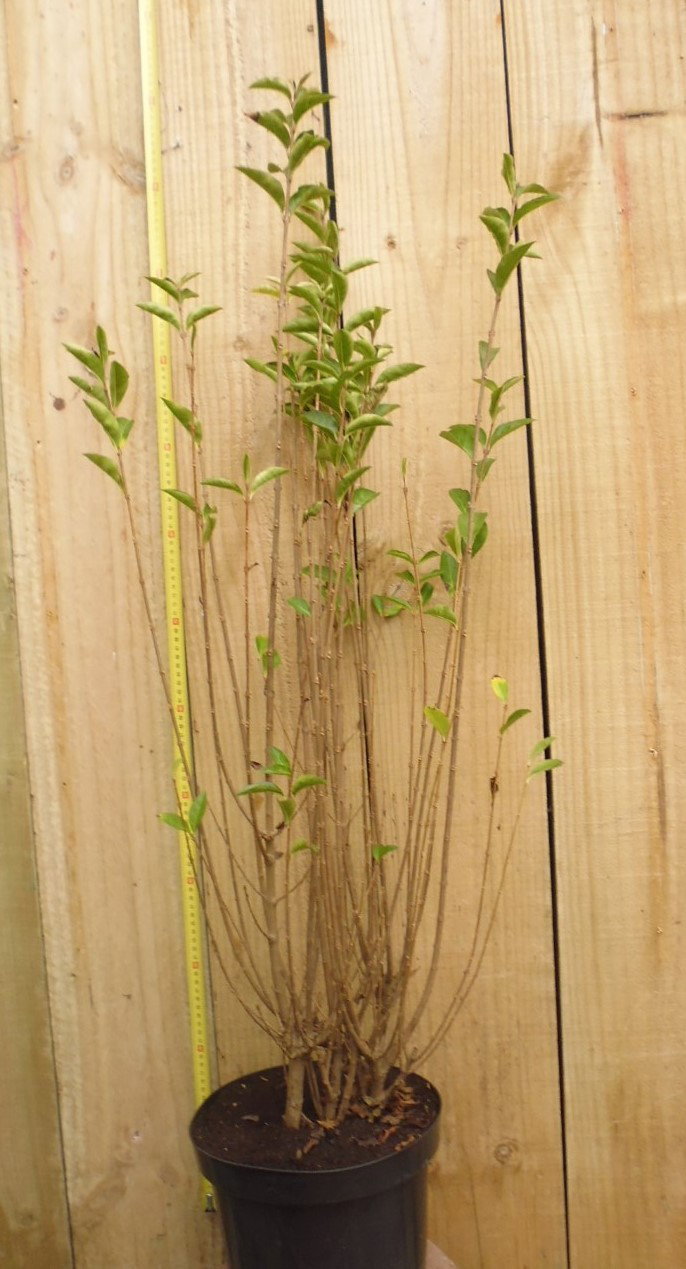 Warentuin natuurlijk Haaggoed Ligustrum Ovalifolium 50 tot 70 cm Liguster  - 