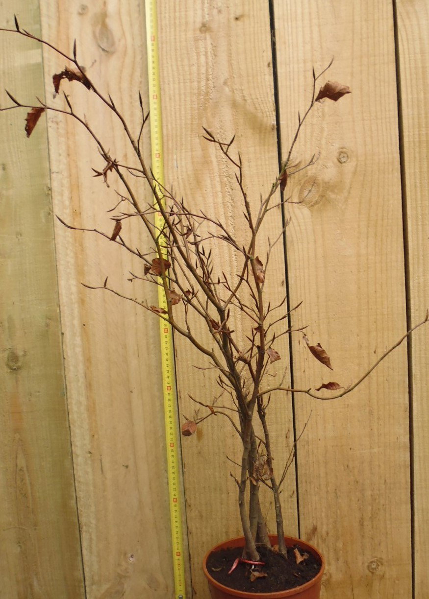 Warentuin natuurlijk Haaggoed Rode Beuk 60 tot 80 cm Fagus  - 