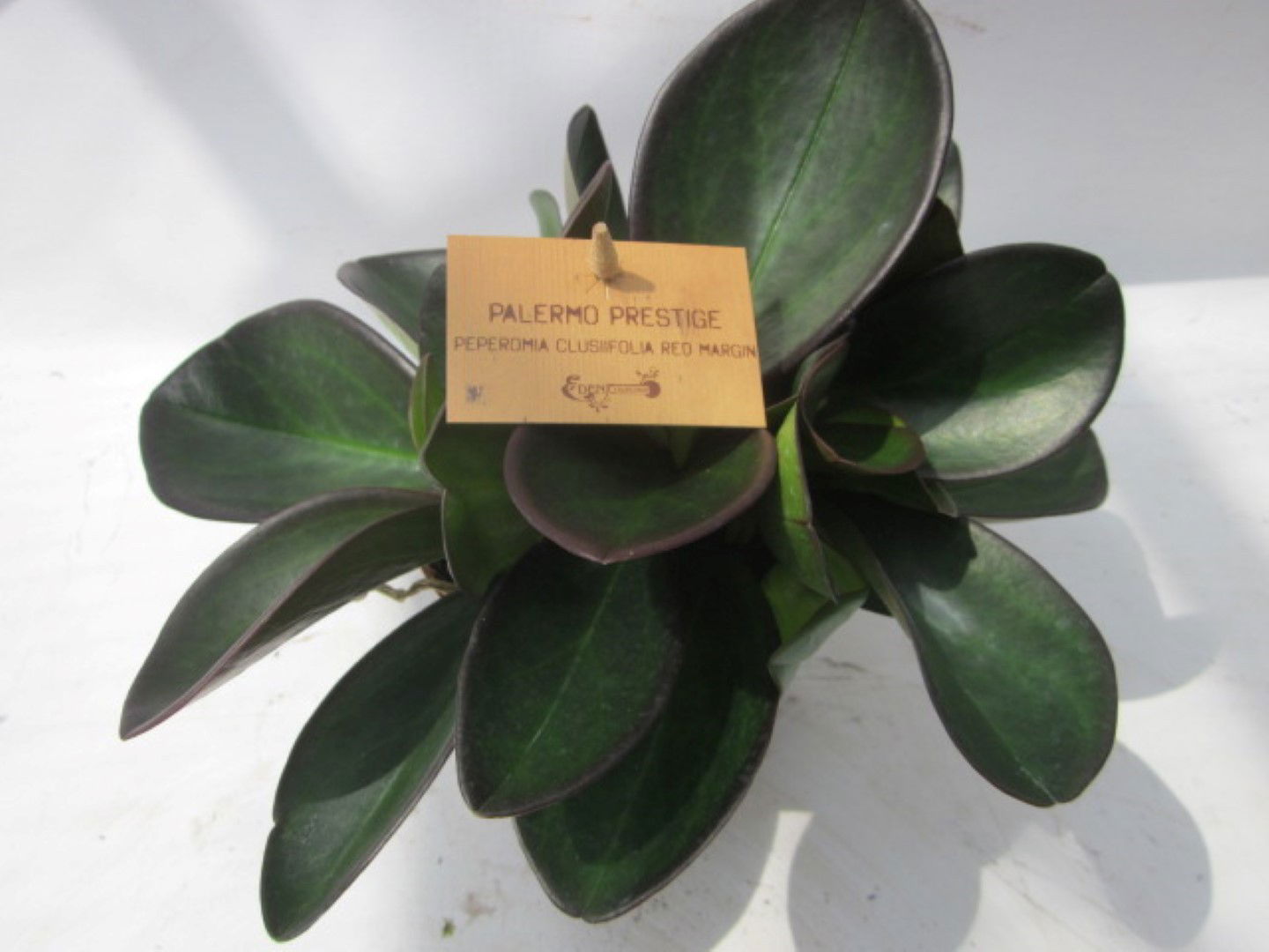 2 stuks! Peperomia clussifolia Red Margin Warentuin Natuurlijk