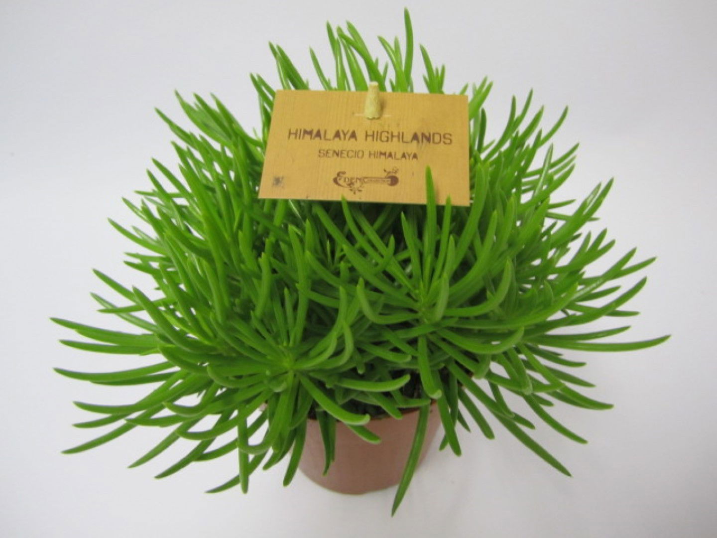 https://cdn.warentuin.nl/media/catalog/product/1/7/1728149900038911_eden_collection_kamerplant_senecio_archeri_himalaya_1_ae53.jpg