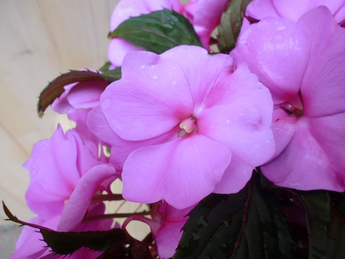 https://cdn.warentuin.nl/media/catalog/product/1/7/1728149900038978_2_warentuin_planten_balsemien_licht_roze_1_25ca.jpg