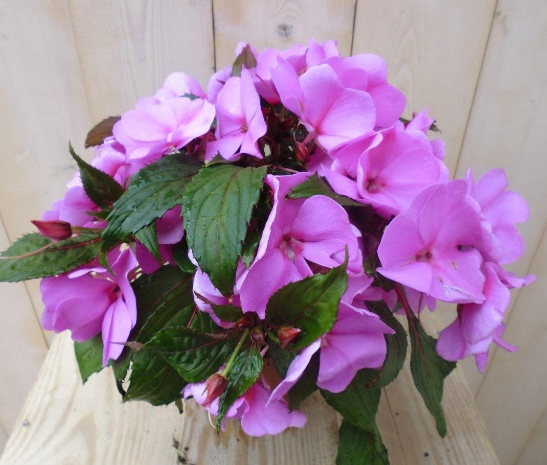 https://cdn.warentuin.nl/media/catalog/product/1/7/1728149900038978_warentuin_planten_balsemien_licht_roze_1_9f83.jpg