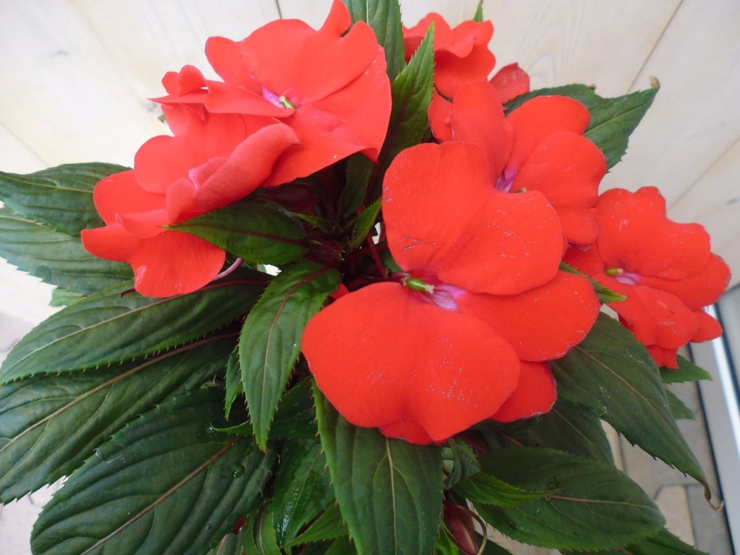 https://cdn.warentuin.nl/media/catalog/product/1/7/1728149900038979_2_warentuin_planten_balsemien_oranje_1_2466.jpg