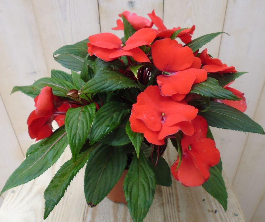 https://cdn.warentuin.nl/media/catalog/product/1/7/1728149900038979_warentuin_planten_balsemien_oranje_1_1743.jpg