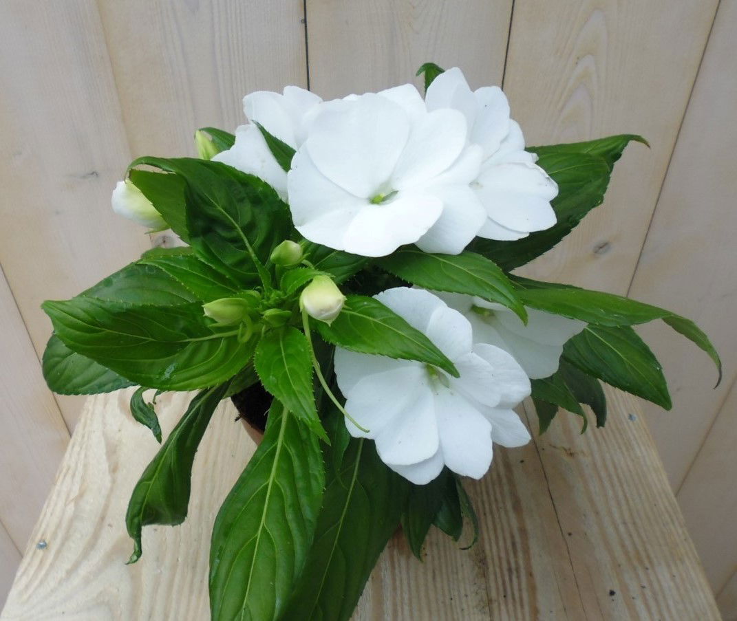 https://cdn.warentuin.nl/media/catalog/product/1/7/1728149900038982_warentuin_planten_balsemien_wit_1_0e80.jpg
