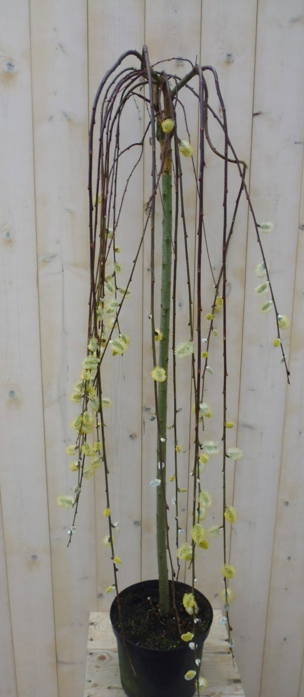 https://cdn.warentuin.nl/media/catalog/product/1/7/1728149900038987_warentuin_planten_hangwilgje_geel_grijs_1_d290.jpg