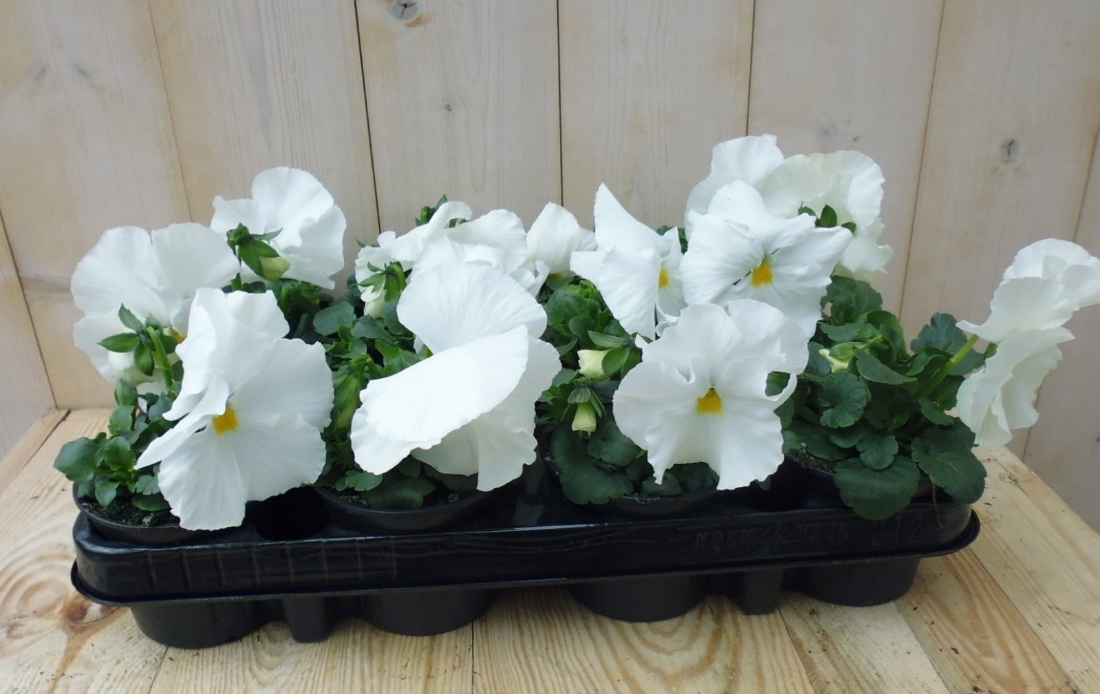 Grootbloemige Violen Wit 12 stuks Viola Warentuin Natuurlijk - Warentuin natuurlijk