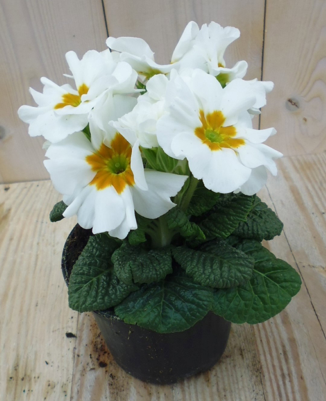 Warentuin natuurlijk 5 stuks! Perk Plant Warentuin Primula Wit Goud Sleutelbloem  - 