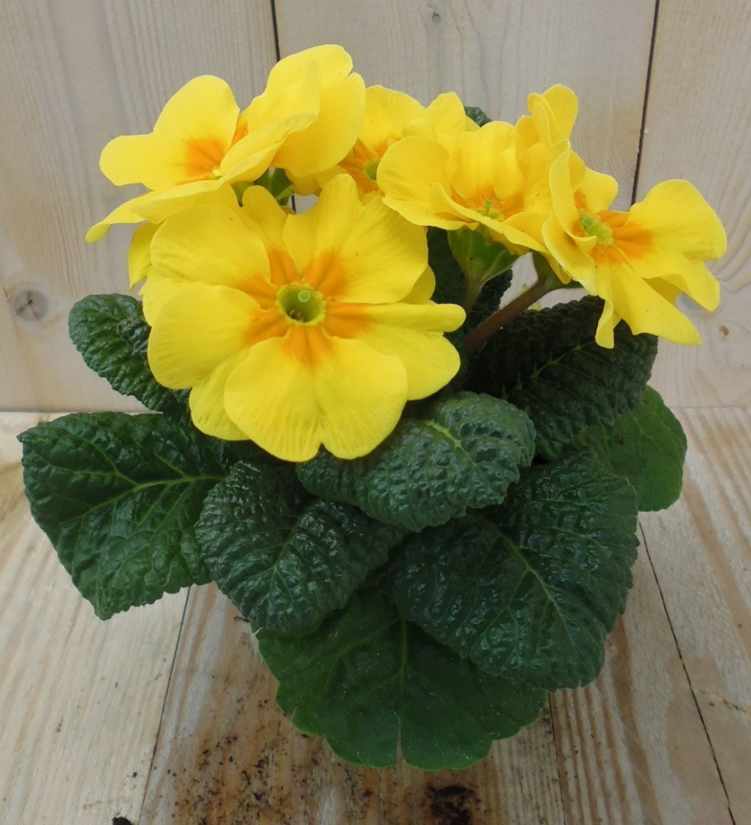 Warentuin natuurlijk 5 stuks! Perk Plant Warentuin Primula Geel Sleutelbloem  - 