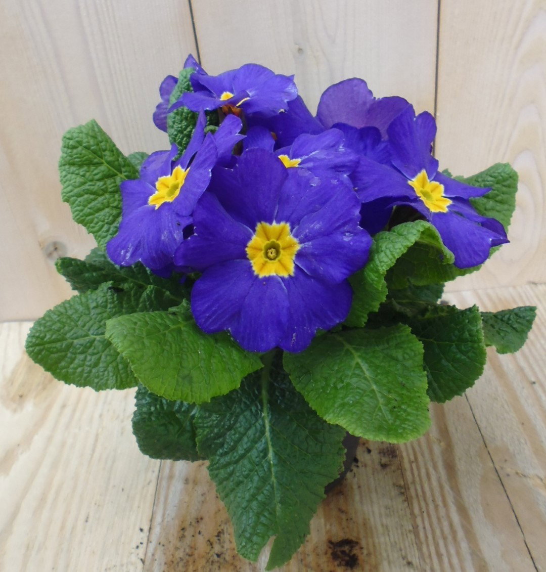 Warentuin natuurlijk 5 stuks! Perk Plant Warentuin Primula Blauw Geel Sleutelbloem  - 