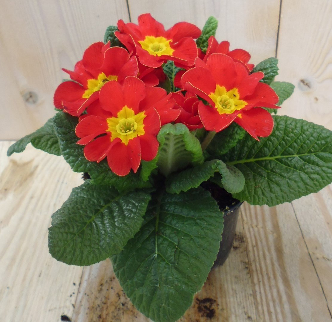 Warentuin natuurlijk 5 stuks! Perkplant Plant Warentuin Primula Rood Geel Sleutelbloem  - 